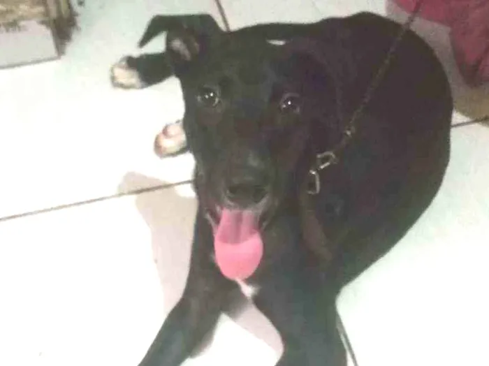 Cachorro ra a Viralata idade 7 a 11 meses nome Flora