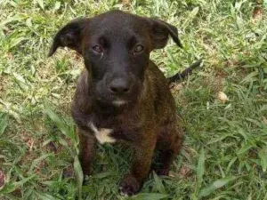 Cachorro raça SRD idade 2 a 6 meses nome Sophia