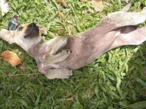Cachorro raça SRD idade 2 a 6 meses nome Frida