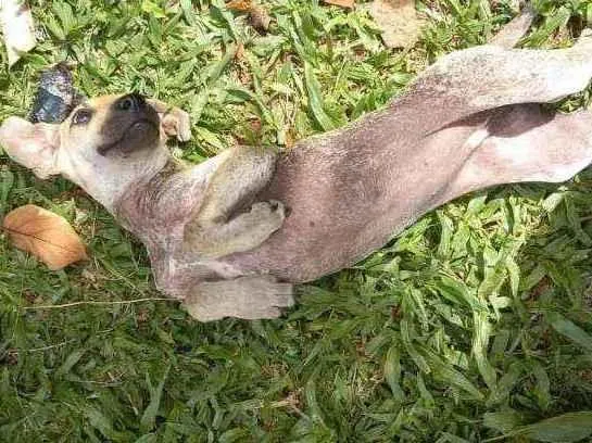 Cachorro ra a SRD idade 2 a 6 meses nome Frida