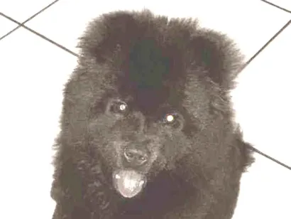 Cachorro raça Chow chow idade 3 anos nome Ursa