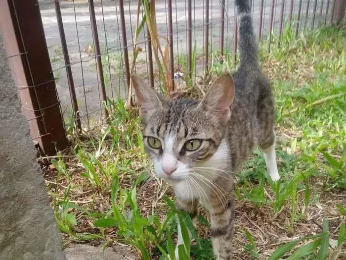 Gato ra a Vira Lata idade 1 ano nome Não possui nome