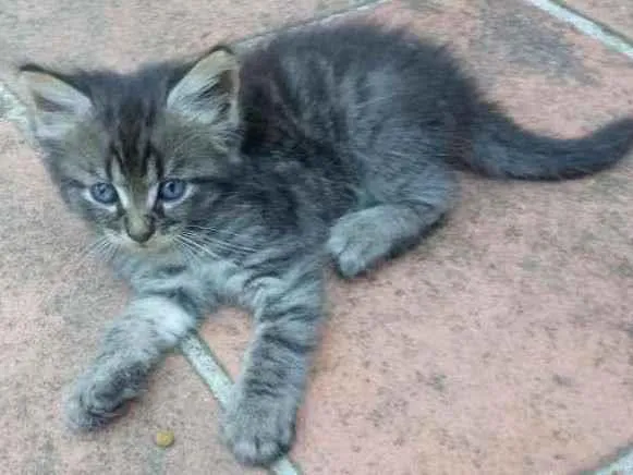 Gato ra a Vira Lata idade Abaixo de 2 meses nome Não possui nome