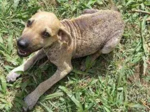 Cachorro raça SRD idade 2 a 6 meses nome Tudy