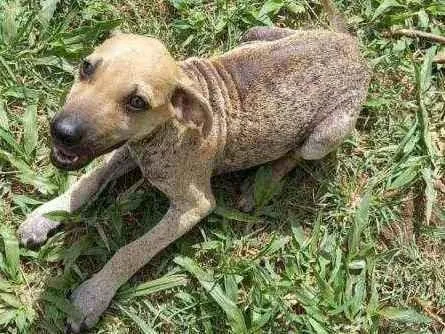 Cachorro ra a SRD idade 2 a 6 meses nome Tudy