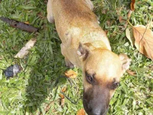 Cachorro raça SRD idade 2 a 6 meses nome Boby