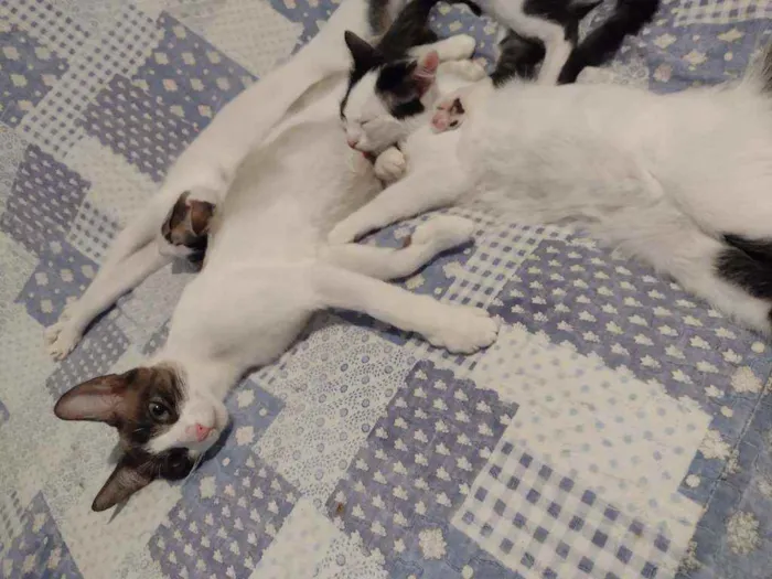 Gato ra a Srd idade 1 ano nome Merida