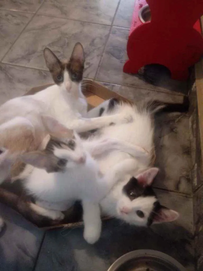 Gato ra a Srd idade 1 ano nome Merida