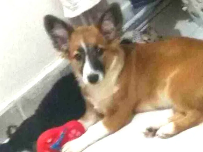 Cachorro raça  idade 2 a 6 meses nome Catarina 