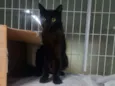 Pretinha