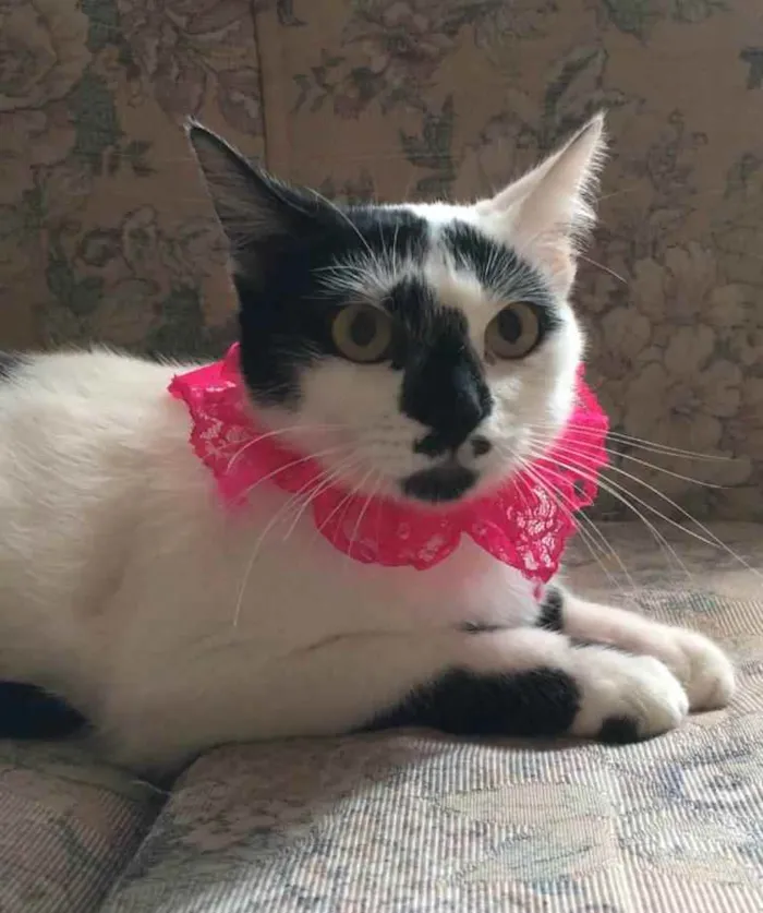 Gato raça SRD idade 7 a 11 meses nome Bianca. Rebeca