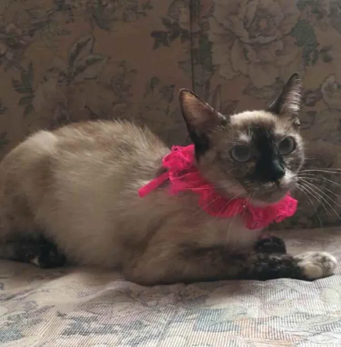 Gato raça SRD idade 7 a 11 meses nome Bianca. Rebeca