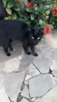 Pretinha
