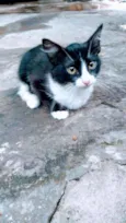 Frajolinha