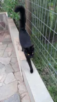 Pretinha