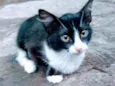 Frajolinha