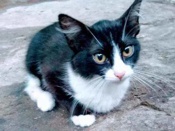Gato ra a Sdr idade 2 a 6 meses nome Frajolinha
