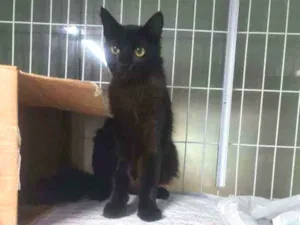 Gato raça SRD idade 1 ano nome Pretinha