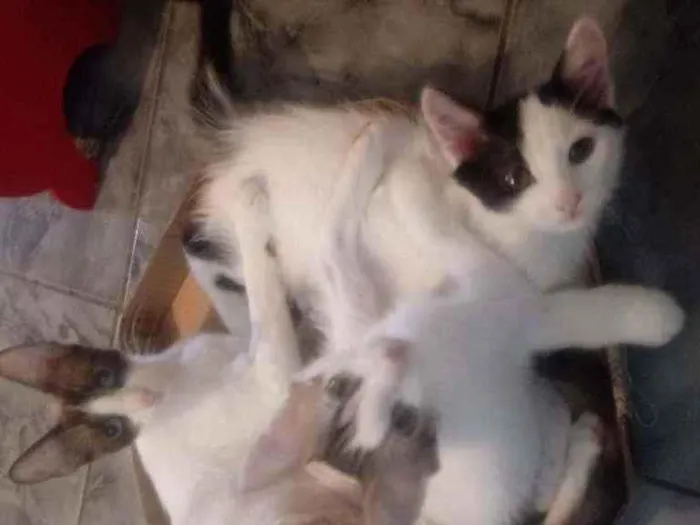 Gato ra a Srd idade 1 ano nome Merida