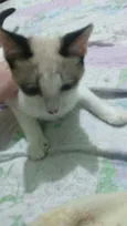 Coraçãozinho e Batma