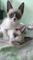 Coraçãozinho e Batma