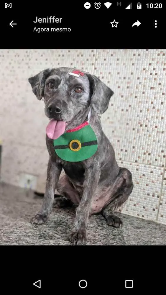 Cachorro ra a Sem raça idade 6 ou mais anos nome Negão