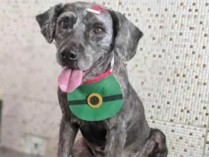 Cachorro raça Sem raça idade 6 ou mais anos nome Negão