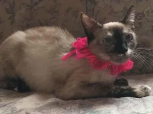 Gato raça SRD idade 7 a 11 meses nome Bianca. Rebeca