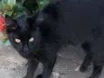Pretinha