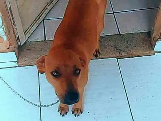 Cachorro ra a Vira-lata  idade 2 anos nome Margarida