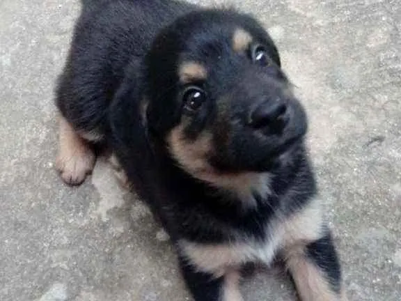 Cachorro raça Não sei idade Abaixo de 2 meses nome Sem Nome 