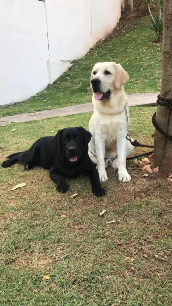 Cachorro raça Labrador  idade 7 a 11 meses nome Teddy e Ully