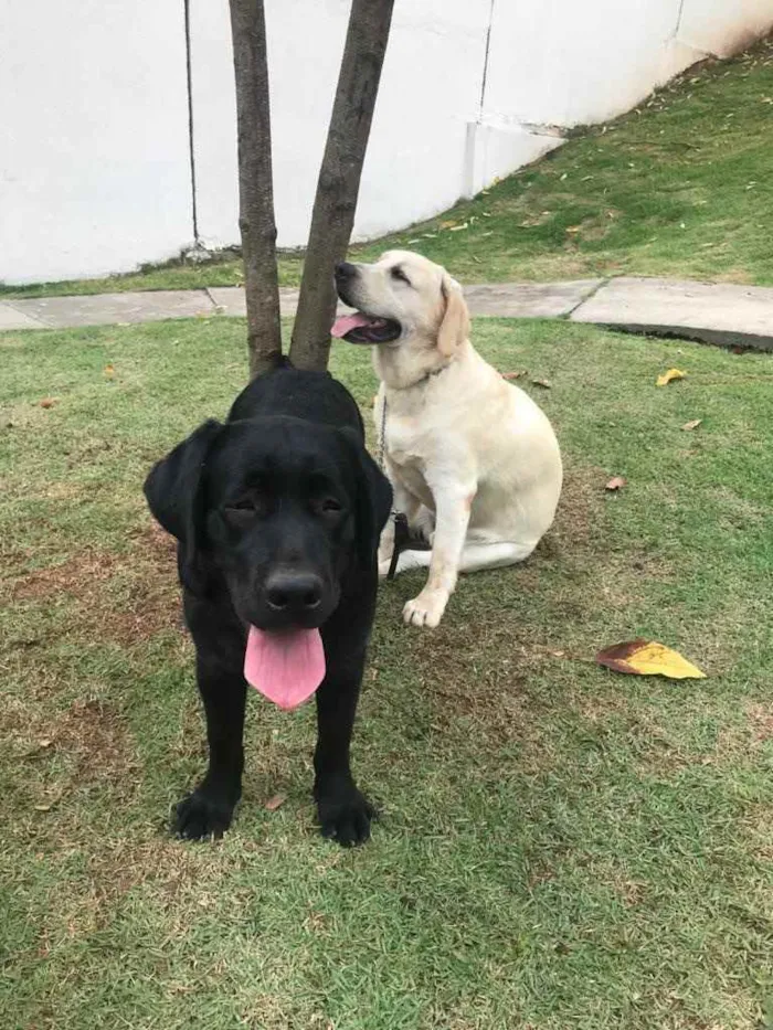 Cachorro raça Labrador  idade 7 a 11 meses nome Teddy e Ully