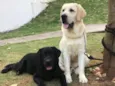 Teddy e Ully