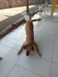 Simba