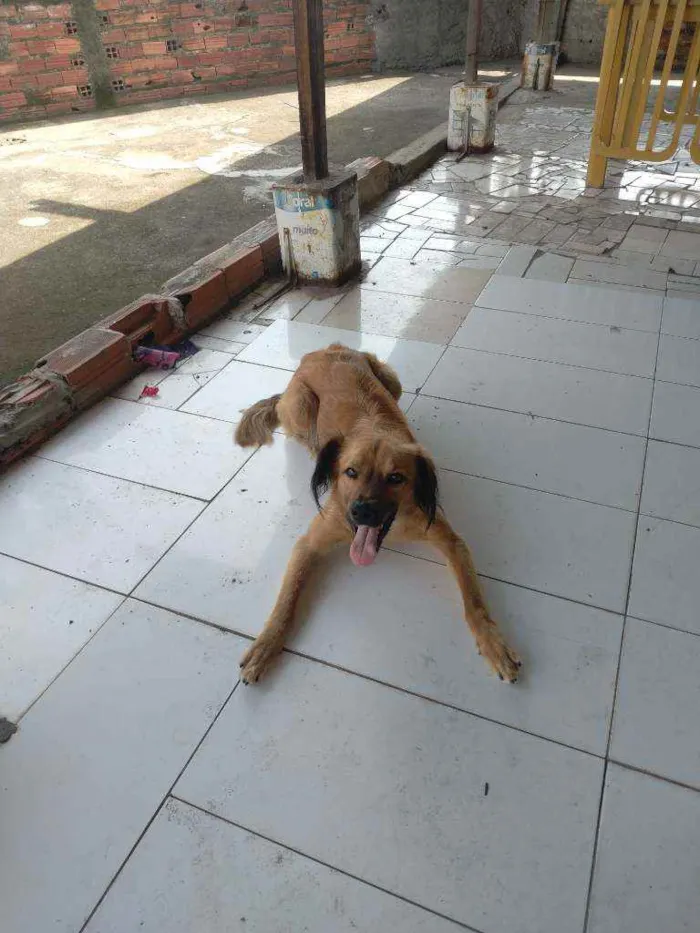Cachorro ra a  idade 2 anos nome Simba