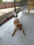 Simba