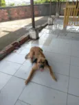 Simba