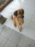 Simba