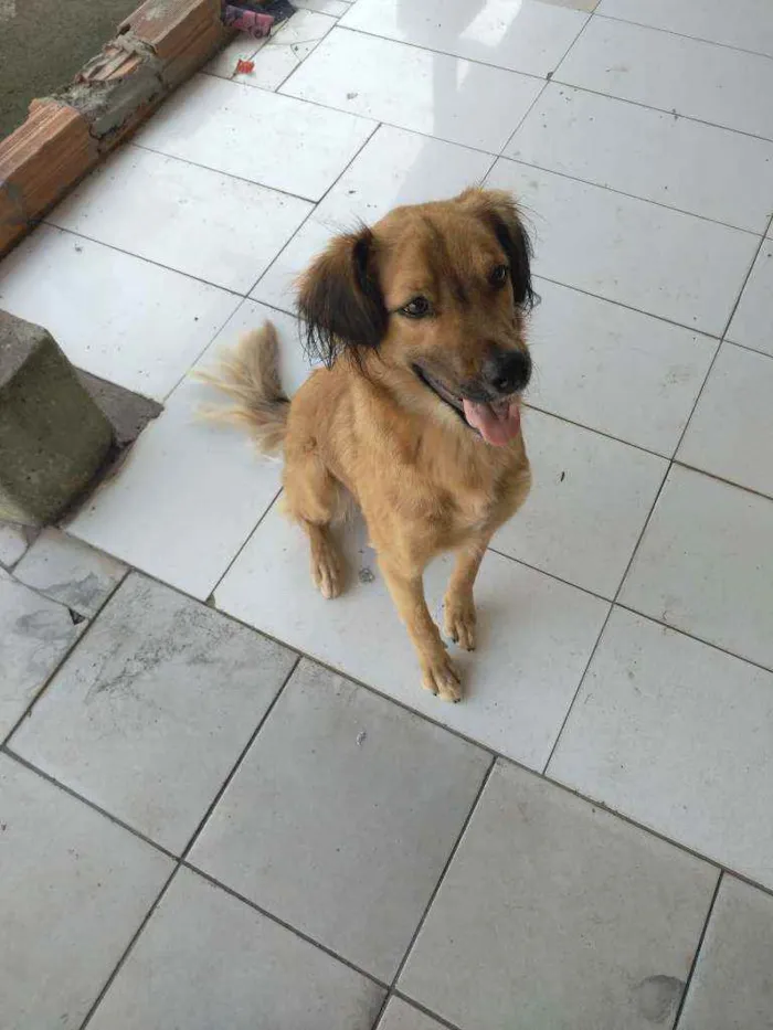 Cachorro ra a  idade 2 anos nome Simba
