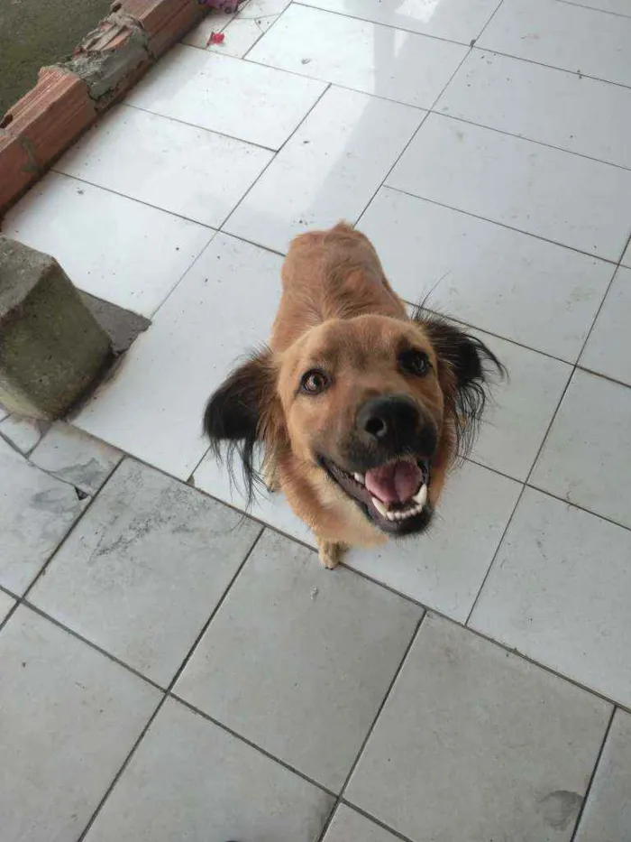 Cachorro ra a  idade 2 anos nome Simba