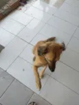 Simba