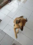 Simba