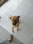 Simba