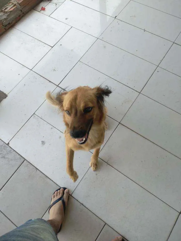 Cachorro ra a  idade 2 anos nome Simba