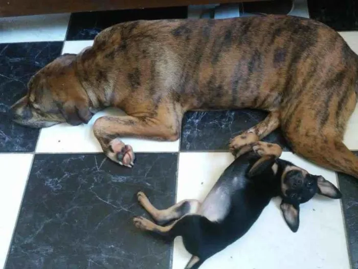 Cachorro ra a Pitbull idade 2 a 6 meses nome Balu