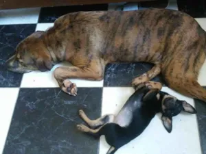 Cachorro raça Pitbull idade 2 a 6 meses nome Balu