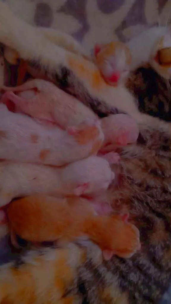 Gato raça não sei idade Abaixo de 2 meses nome Sem nome