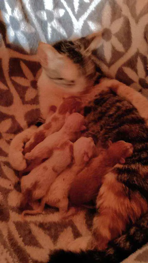 Gato raça não sei idade Abaixo de 2 meses nome Sem nome