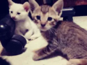 Gato raça não sei idade Abaixo de 2 meses nome tomate